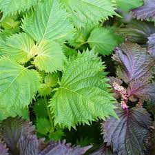 Green Shiso herb with green and purple leaves