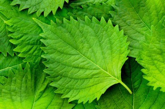 Green Shiso plant with vibrant green and purple foliage in garden
