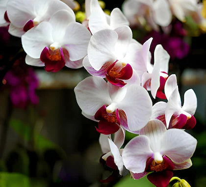 Premium Multi Colored Butterfly Orchid Flower seeds for Planting Hardy Variety, Heirloom & GMO Free Seeds for Home Garden Sale seeds