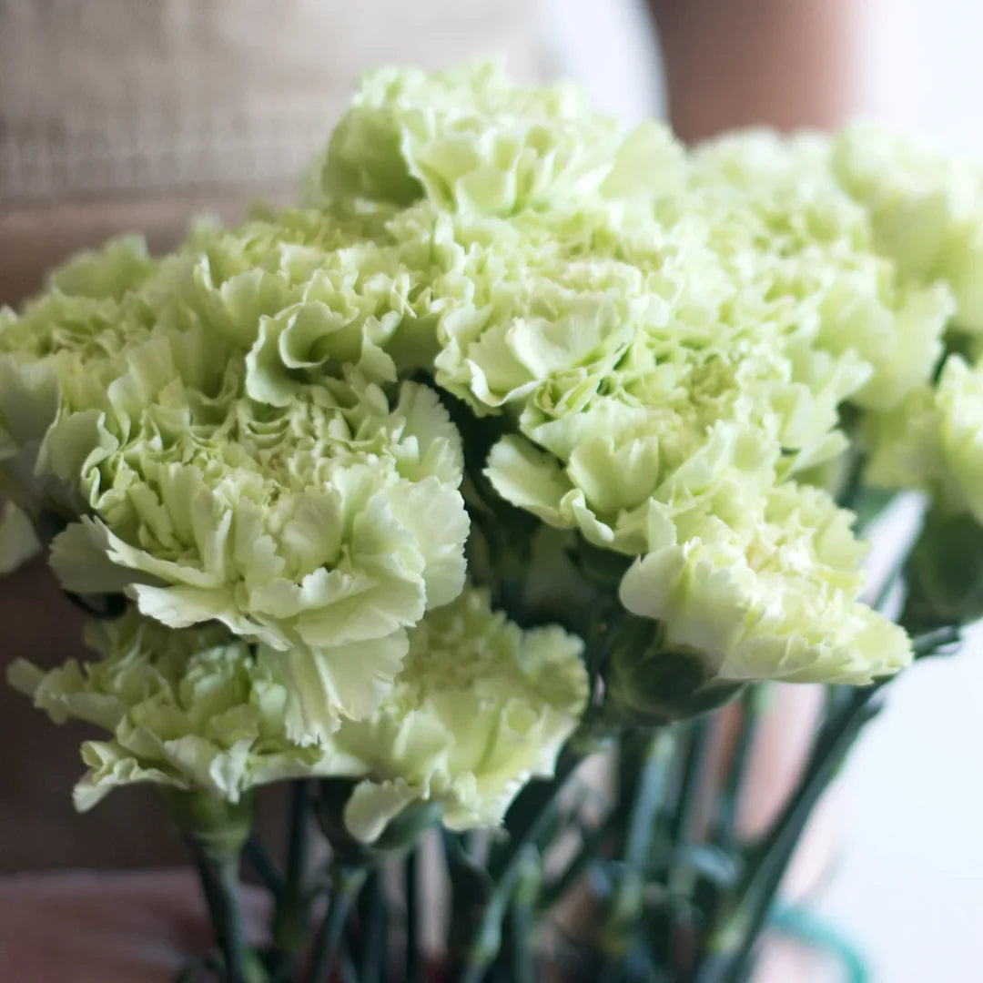 Green Carnation Flower seeds for Planting Long Bloom Season Heirloom & GMO Free Seeds for Home Garden