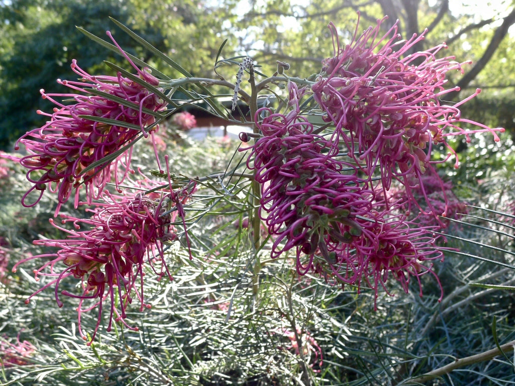 Burgundy Grevillea Robusta Seeds for Planting