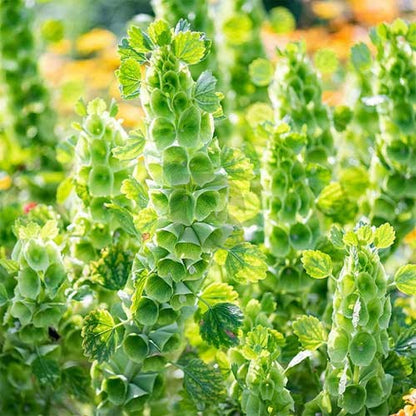 Bells of Ireland Flower seeds for Planting Wildflower Mix Heirloom & GMO Free Seeds for Home Garden