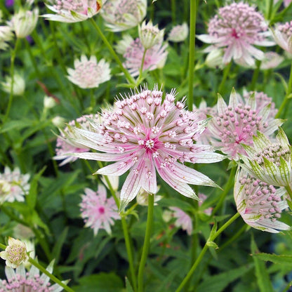 Astrantia Flower Seeds Flower seeds for Planting Cottage Garden Essential Heirloom & GMO Free Seeds for Home Garden