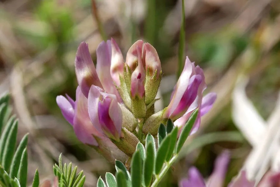 Astragalus Crassicarpus Flower seeds for Planting Bright Blooms Heirloom & GMO Free Seeds for Home Garden