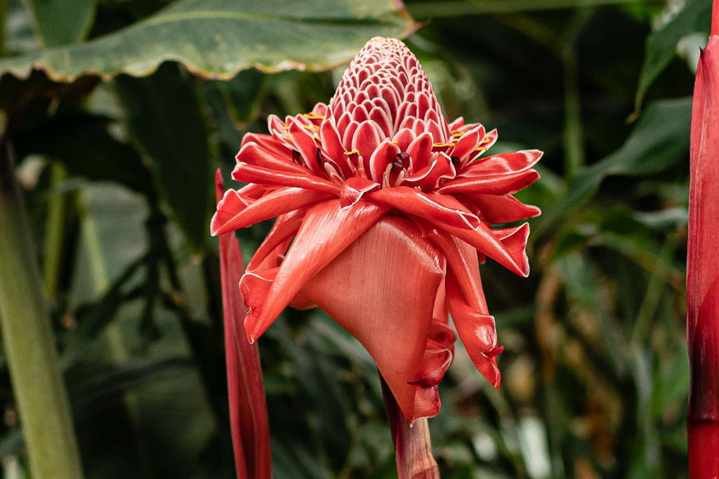 Premium Red Etlingera Flower seeds for Planting Compact Growth, Heirloom & GMO Free Seeds for Home Garden seeds