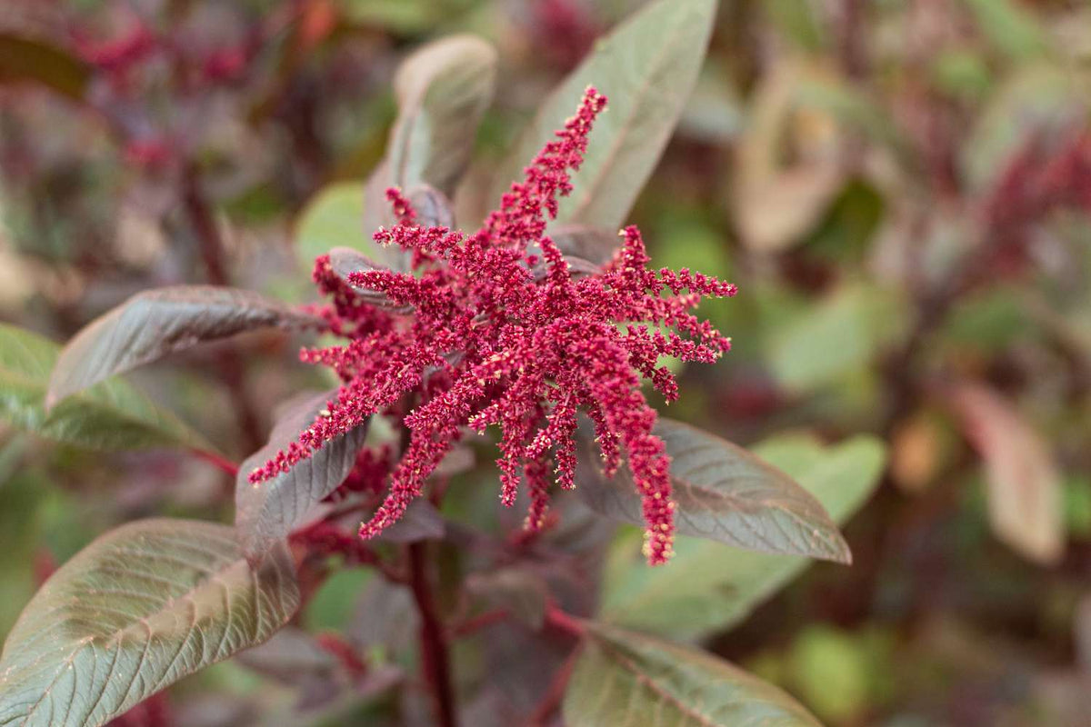 Dark Red Succulent Seeds For Easy Planting Plant Seeds