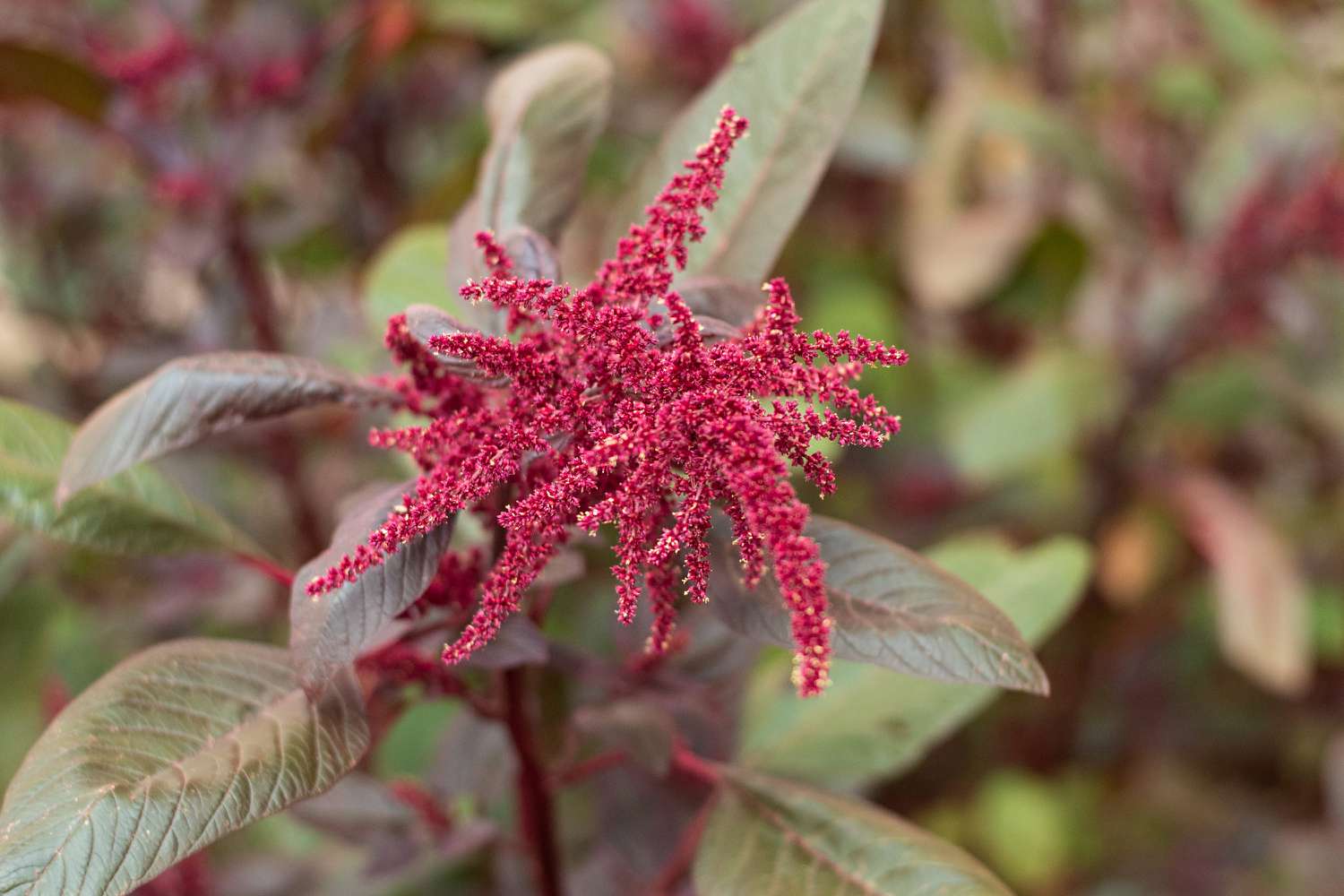 Dark Red Succulent Seeds For Easy Planting Plant Seeds