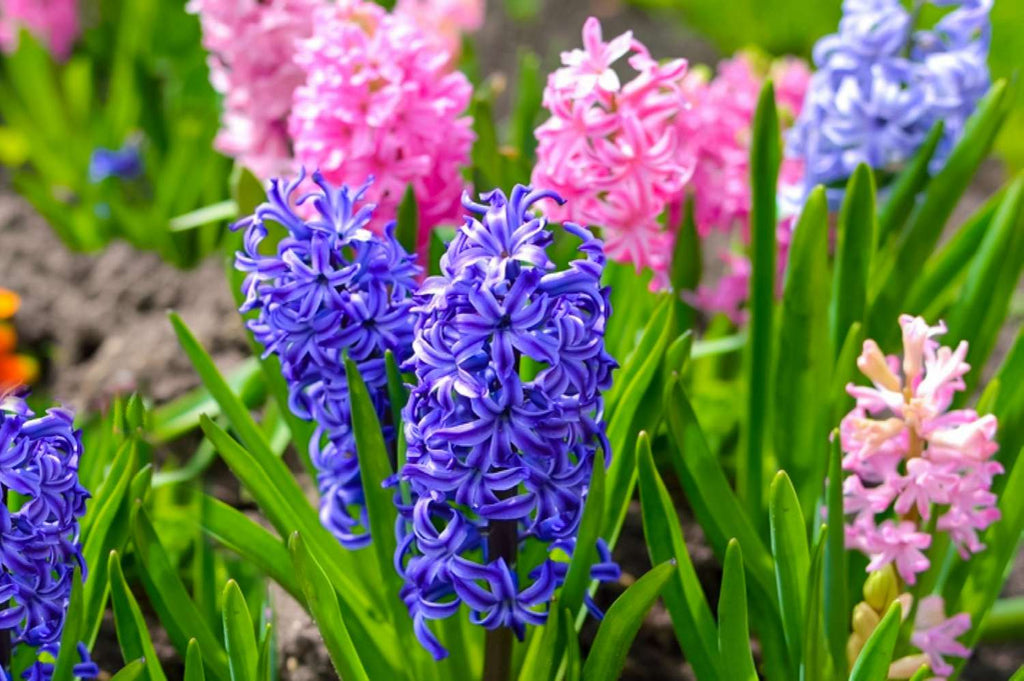 High quality Lavender Hyacinth Flower seeds for Planting Perfect for Borders, Heirloom & GMO Free Seeds for Home Garden seeds pack