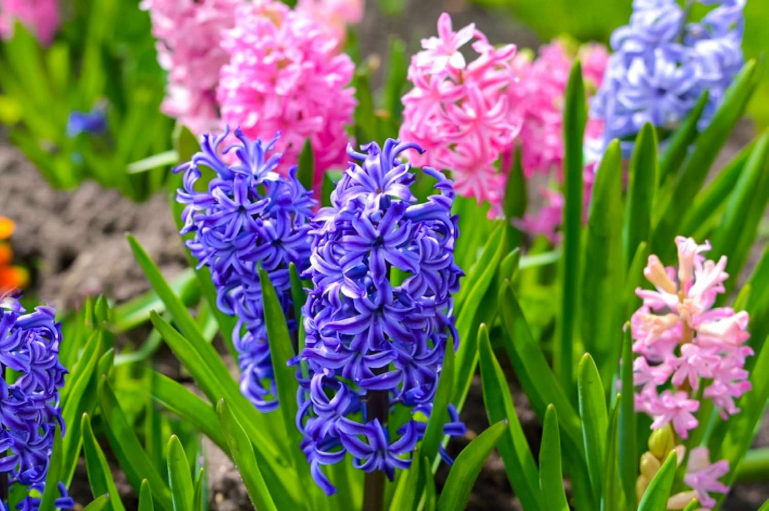 High quality Lavender Hyacinth Flower seeds for Planting Perfect for Borders, Heirloom & GMO Free Seeds for Home Garden seeds pack