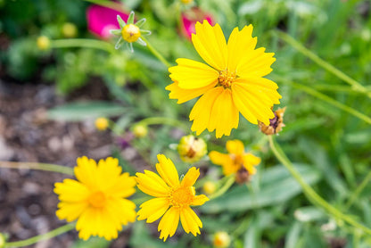 Tickseed Flower seeds for Planting Premium Quality Heirloom & GMO Free Seeds for Home Garden 
 
 Sale