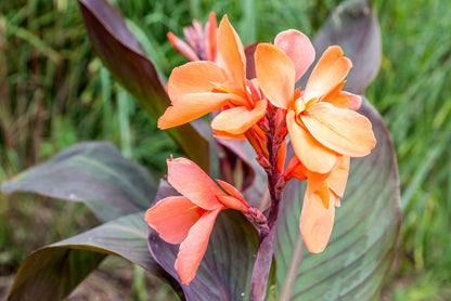 Perennial Canna Flower seeds for Planting Colorful Display Heirloom & GMO Free Seeds for Home Garden
