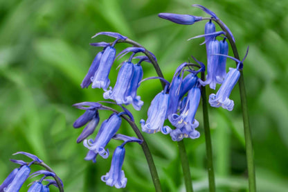 English Bell Flower seeds for Planting Perfect for Borders Heirloom & GMO Free Seeds for Home Garden