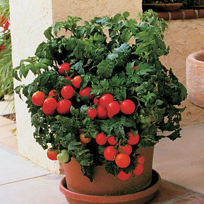 Huge tomatoes growing on healthy plants