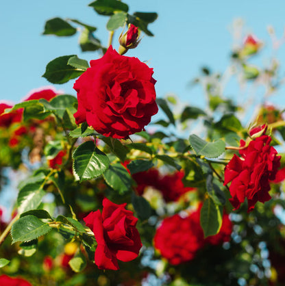 Rose Flower seeds for Planting, Cottage Garden Essential Heirloom & GMO Free Seeds for Home Garden