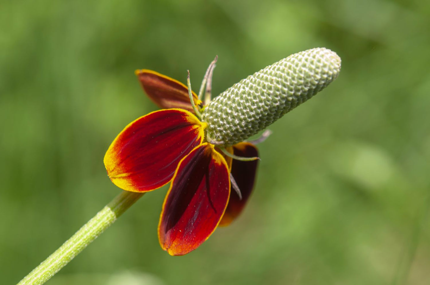 Ratibida Flower seeds for Planting Long Bloom Season Heirloom & GMO Free Seeds for Home Garden