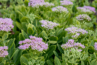 Stonecrop Flower seeds for Planting Seasonal Bloomer Heirloom & GMO Free Seeds for Home Garden