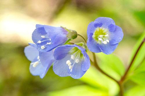 Premium Blue Polemonium Flower seeds for Planting Sun Loving, Heirloom & GMO Free Seeds for Home Garden seeds