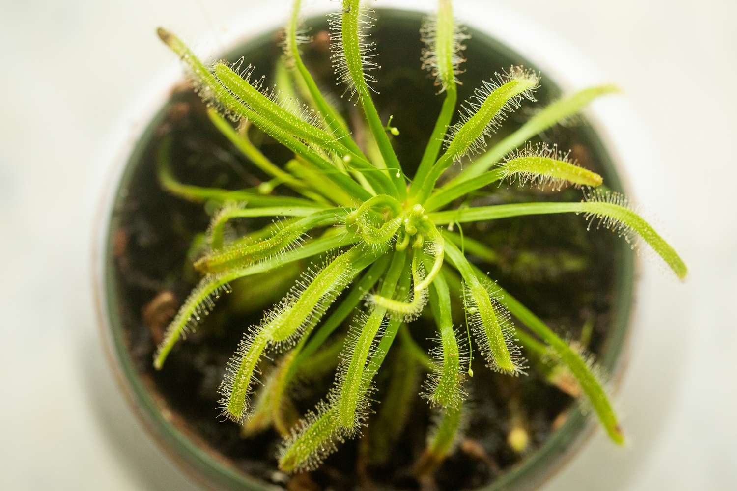 Sundew Planting Seeds Mixed