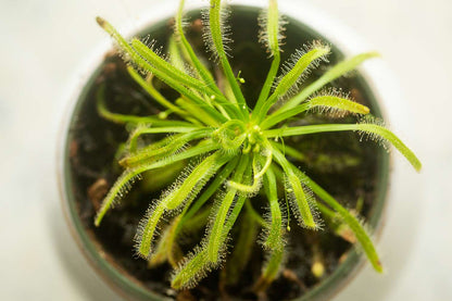 Sundew Planting Seeds Mixed