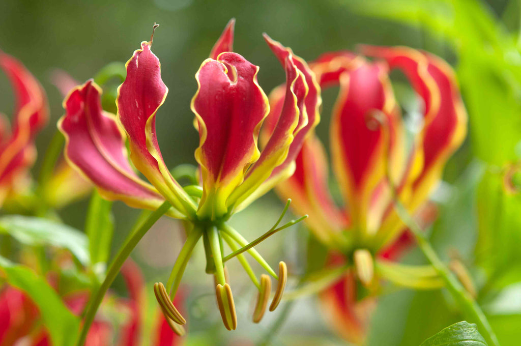 Yellow Red Gloriosa Superba Flower seeds for Planting Bright Blooms, Heirloom & GMO Free Seeds for Home Garden seeds for planting
