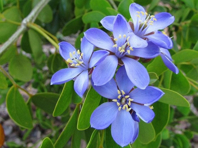 High quality Blue Lignum Vitae Flower seeds for Planting Premium Quality, Heirloom & GMO Free Seeds for Home Garden seeds pack