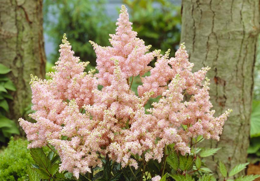 Pink Astilbe Flower seeds for Planting Low Maintenance, Heirloom & GMO Free Seeds for Home Garden vegetable and garden seeds