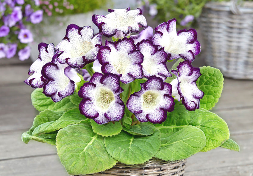 Gloxinia Flower seeds for Planting Wildflower Mix Heirloom & GMO Free Seeds for Home Garden