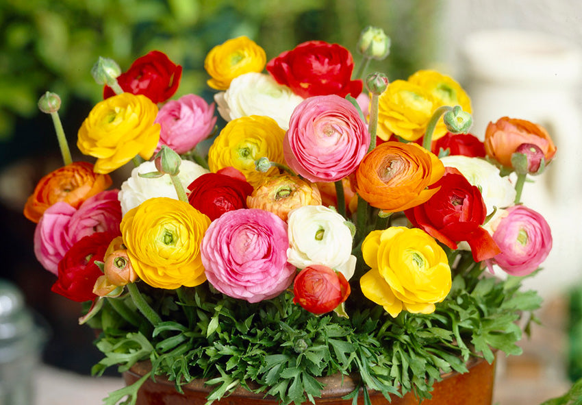 Ranunculus Perennial Flower seeds for Planting, Drought Tolerant Heirloom & GMO Free Seeds for Home Garden