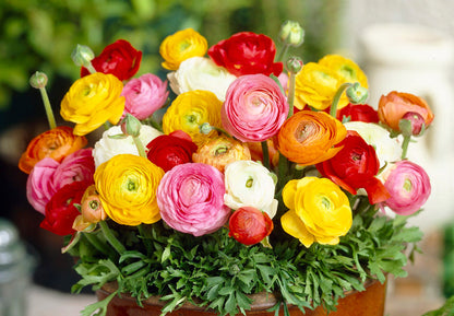 Ranunculus Perennial Flower seeds for Planting, Drought Tolerant Heirloom & GMO Free Seeds for Home Garden