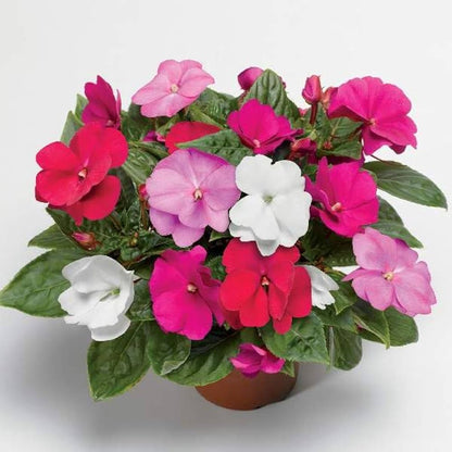 Guinea Mix Flower Seeds for Planting