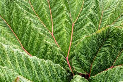 Red flower spikes of Gunnera insignis towering above foliage