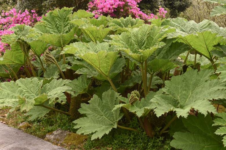 Gunnera Manicata Flower seeds for Planting Shade Tolerant Heirloom & GMO Free Seeds for Home Garden