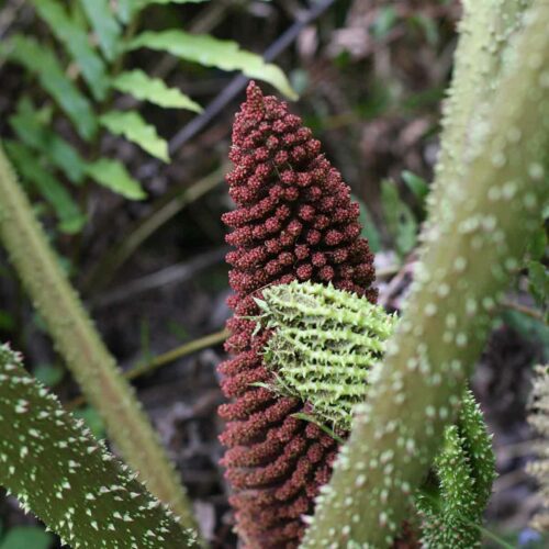 Gunnera Manicata Flower seeds for Planting Shade Tolerant Heirloom & GMO Free Seeds for Home Garden