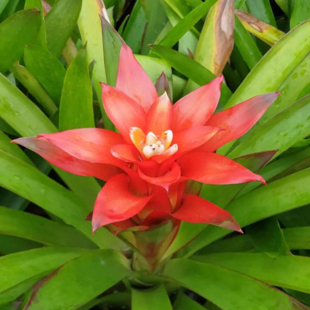 Orange Bromeliad Tillandsia Bulbosa Flower seeds for Planting - Cut Flower Favorite, Heirloom & GMO Free Seeds for Home Garden