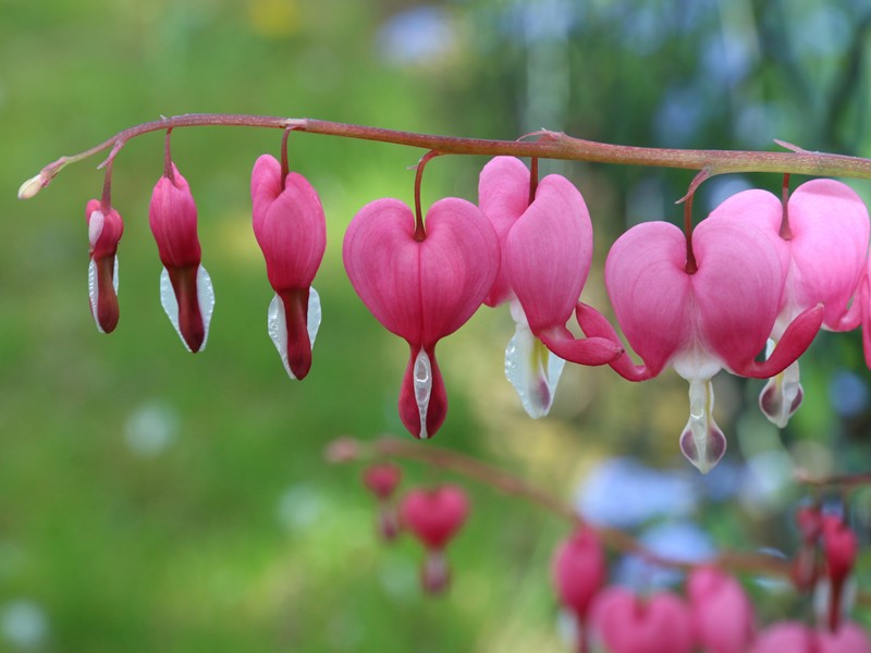 Poof Flower seeds for Planting - Fragrant Blossoms, Heirloom & GMO Free Seeds for Home Garden