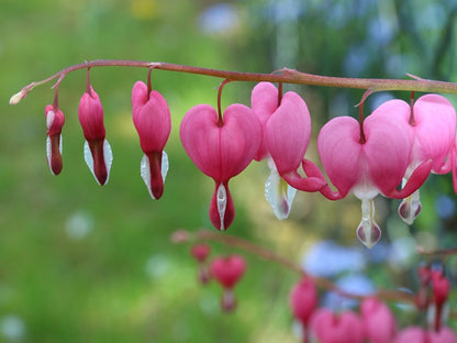 Poof Flower seeds for Planting - Fragrant Blossoms, Heirloom & GMO Free Seeds for Home Garden