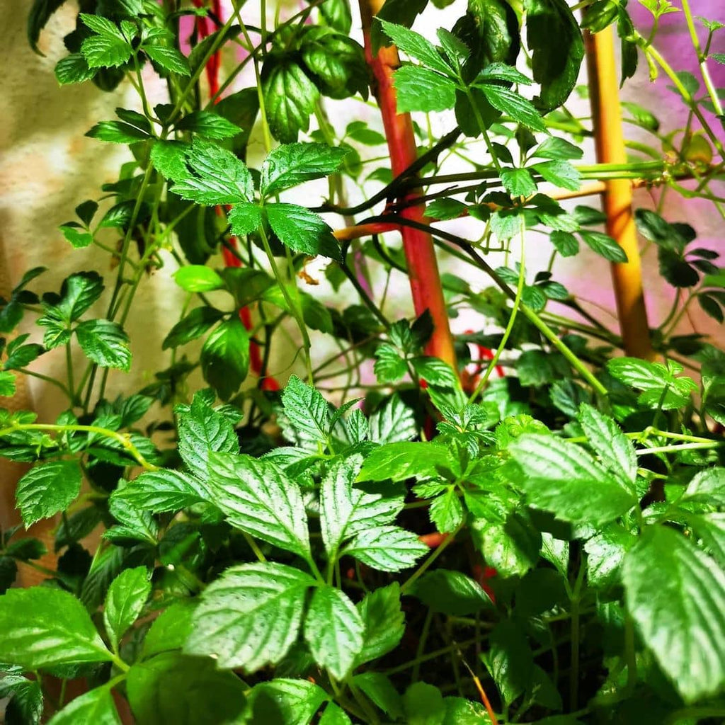 Premium Gynostemma Pentaphyllum Flower seeds for Planting Seasonal Bloomer, Heirloom & GMO Free Seeds for Home Garden seeds