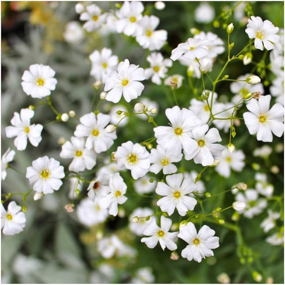 Heirloom Waterhyssop Flower seeds for Planting Colorful Display Heirloom & GMO Free Seeds for Home Garden