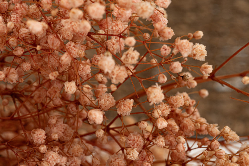Premium Peach Gypsophila Flower seeds for Planting Low Maintenance, Heirloom & GMO Free Seeds for Home Garden seeds