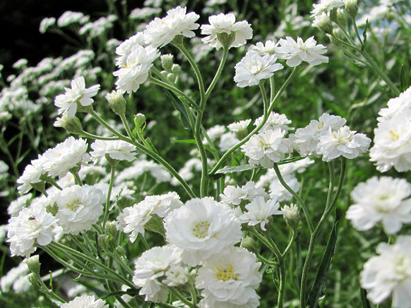 White Gypsophila Snowflake Flower seeds for Planting Cut Flower Favorite, Heirloom & GMO Free Seeds for Home Garden seeds for planting