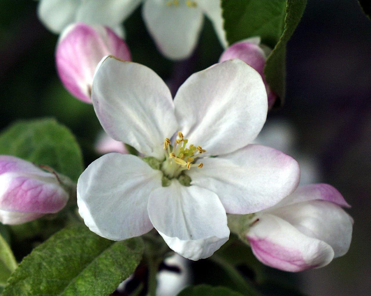 Malus Flower seeds for Planting Low Maintenance Heirloom & GMO Free Seeds for Home Garden