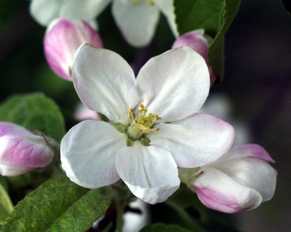 Malus Flower seeds for Planting Low Maintenance Heirloom & GMO Free Seeds for Home Garden