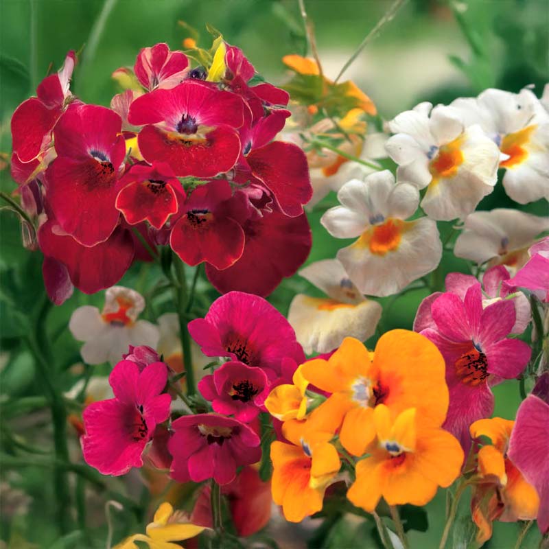 Heirloom Nemesia Carnival Mix Flower seeds for Planting Bright Blooms Heirloom & GMO Free Seeds for Home Garden