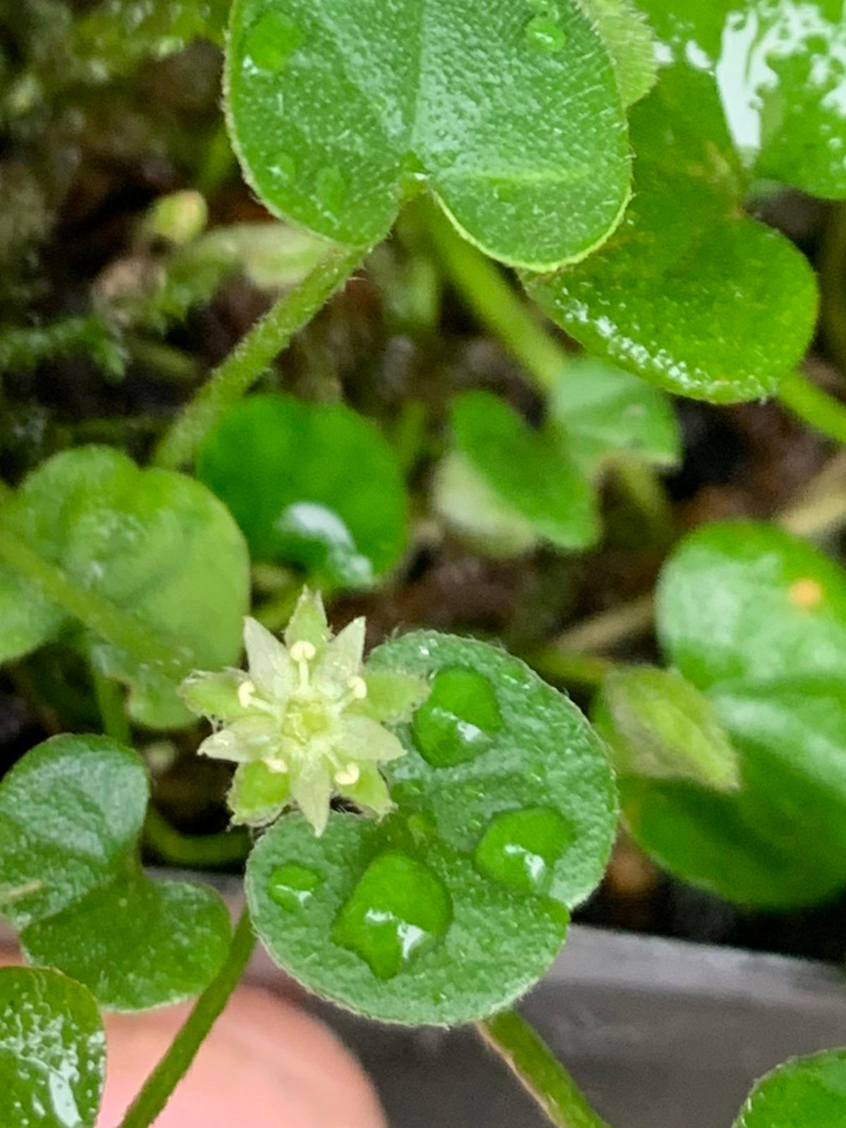 Dichondra Repen Flower seeds for Planting Low Maintenance Heirloom & GMO Free Seeds for Home Garden