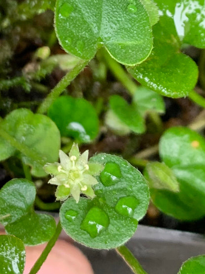 Dichondra Repen Flower seeds for Planting Low Maintenance Heirloom & GMO Free Seeds for Home Garden