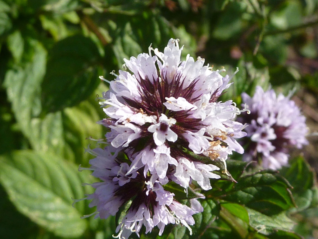 Mint Flower seeds for Planting Shade Tolerant Heirloom & GMO Free Seeds for Home Garden vegetable and garden seeds