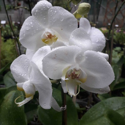 High quality White Phalaenopsis Orchid Flower Seeds for Planting Heirloom, Non GMO, High Germination Organic Garden Seeds seeds pack