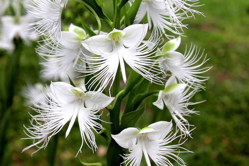 Orchid Flower seeds for Planting Drought Tolerant Heirloom & GMO Free Seeds for Home Garden