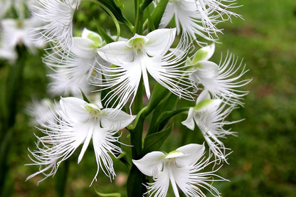 Orchid Flower seeds for Planting Drought Tolerant Heirloom & GMO Free Seeds for Home Garden