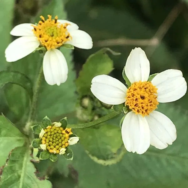 Bidens Pilosa Flower seeds for Planting Easy to Grow Heirloom & GMO Free Seeds for Home Garden